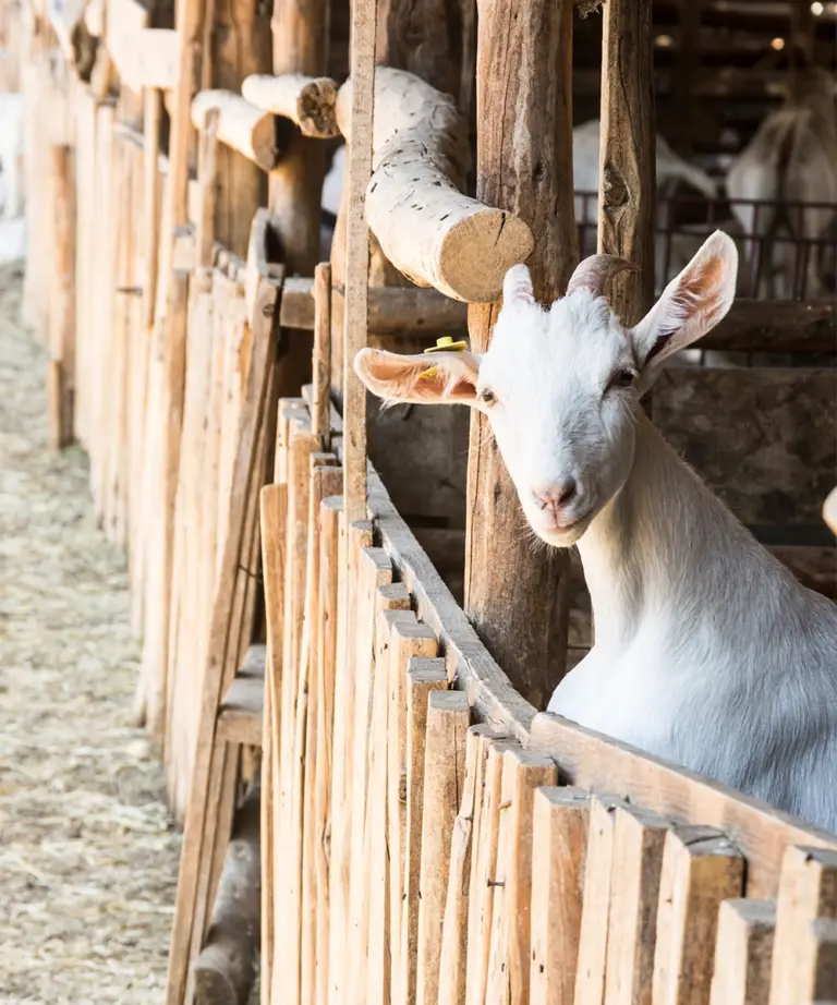 Saanen Keçilerinin Sessiz Katkısı